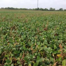 White Mold