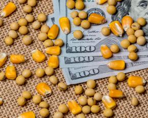 corn and soybean seed on $100 bill