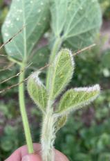 soybeans with aphids_July2020