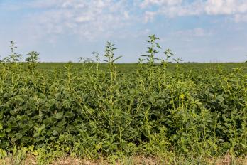 waterhemp in soybeans