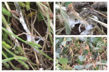 White mold
