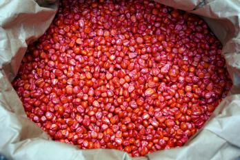 seed corn in bag