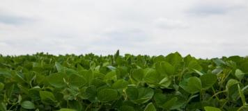 soybeans