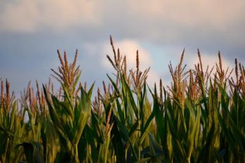 tasseled corn late July