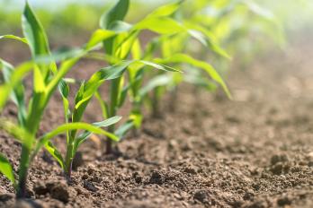 row of young corn