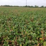 White Mold