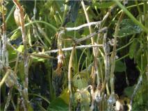 white mold in soybeans