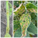 brown stem rot