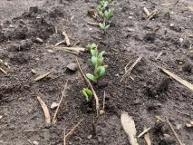 new soybean plants