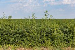 waterhemp in soybeans
