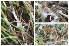 White mold