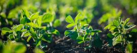 young soybean plants