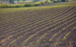 Corn Seedling Rows