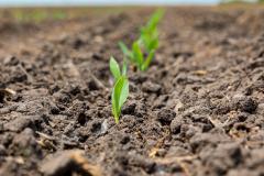 emerging corn plant
