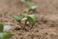emerging soybean plant