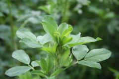 Alfalfa