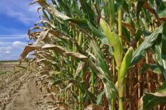 late season corn2