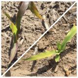 phosphorus and magnesium deficiencies