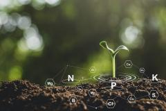 Seedling and nutrients