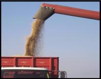 soybean harvest rsz