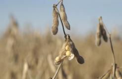 soybean