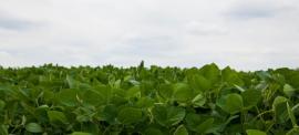 soybeans