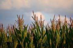 tasseled corn late July
