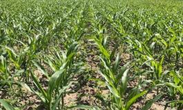 weedy corn field