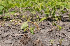 wilted waterhemp