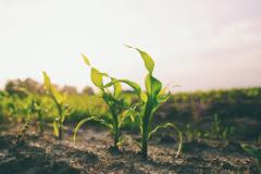 young corn plants
