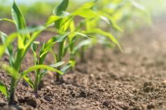 row of young corn